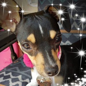 Meet your Posher, Joyce